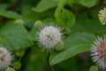 Common buttonbush Cephalanthus occidentalis, fragrant white flowers